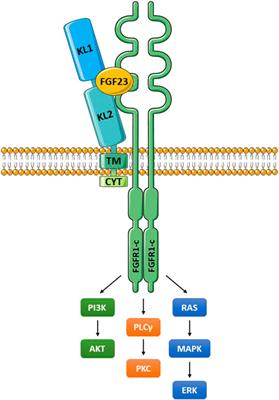 Pathobiology of the Klotho Antiaging Protein and Therapeutic Considerations